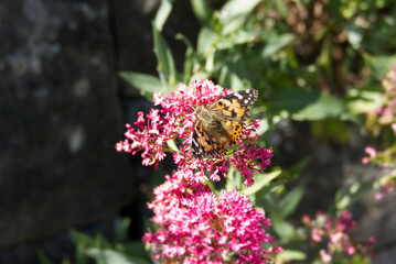 Painted Lady (Vanessa Cardui) Butterfly perched on pink flower in Zurich, Switzerland