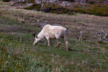 Fototapeta premium A reindeer in Newfoundlands national park, Gros Morne