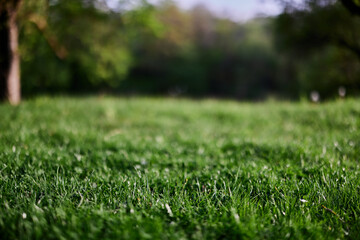 Fresh green grass in an alpine meadow in sunlight