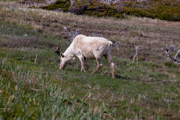  A reindeer in Newfoundlands national park, Gros Morne