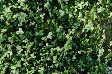 Close-up view of summer green lawn grass, microclover in sunlight