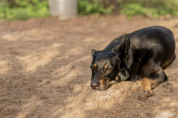 Black dog East European Shepherd lies on the brown sand.