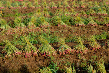 Shallots being harvested in the field. Red and fresh.