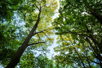 静かな森の新緑の美しい木々と青空