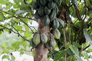 Green carica fruit still on the tree. This fruit can be made sweets and usually only grows in the Dieng plateau.