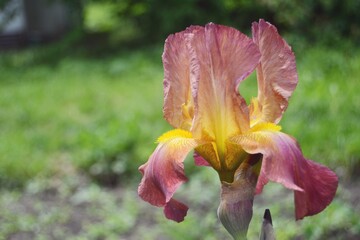Red-yellow iris