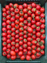 tomatoes on the vine