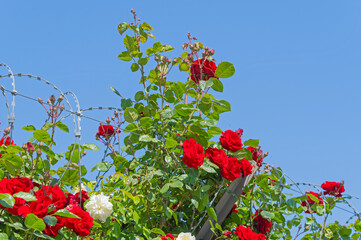 roses and barbed wire