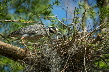 Yellow Bearded Egret