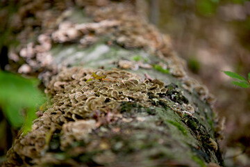 Mushrooms found along a hiking trail in the forests of Ontario, Canada.