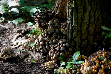 Mushrooms found along a hiking trail in the forests of Ontario, Canada.