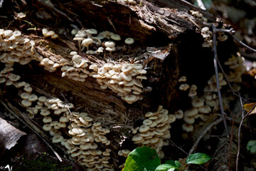 Mushrooms found along a hiking trail in the forests of Ontario, Canada.