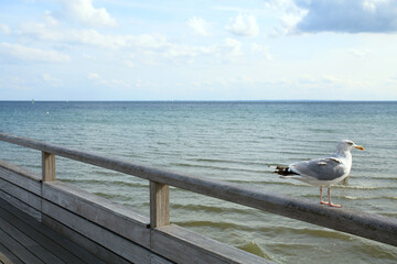 Seagull sit on wood