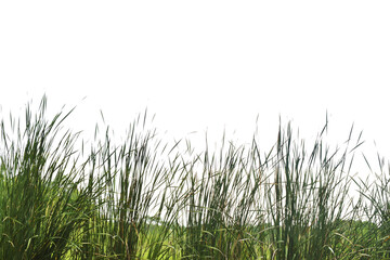 Obraz na płótnie Canvas Green grass fields on white background