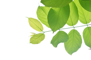 Fototapeta na wymiar Green leaves on white background