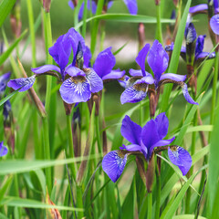 Mini blue Irises on a green grass natural background. Summer mood. Beautiful purple flowers of iris close-up in the meadow.