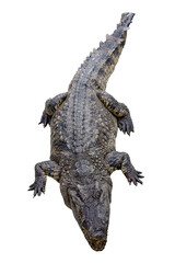 The crocodile on white background have path