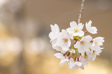 桜