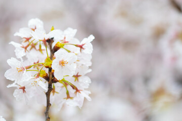 桜