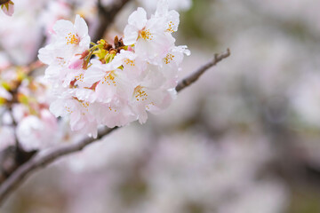 桜