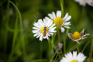 Obraz premium Flowers Fly