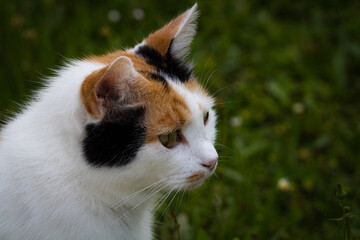 The Look of the Cat