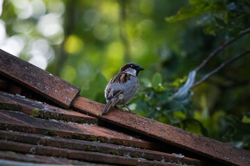 Fototapete bei efototapeten.de bestellen   