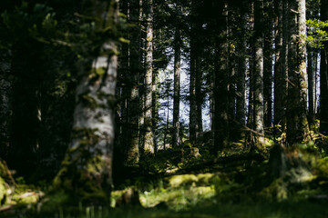 Fototapete bei efototapeten.de bestellen   