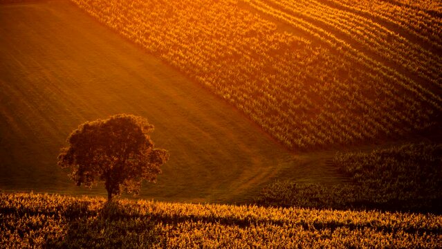 Timelapse of sunset light over vineyards hills. Pupillin commune, Jura wine region, Bourgogne-Franche-Comte in eastern France. View from viewpoint Belvedere du vignoble.