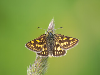 Chequered Skipper Resting on a Grass Stem. Finshade Wood Reintroduction.