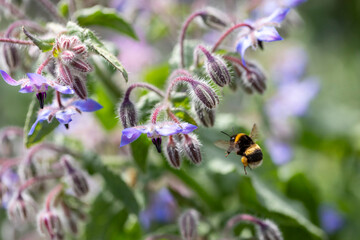 Grande abelha selvagem coletando pólen 