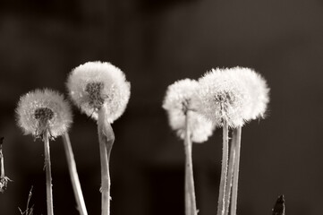 dandelions - soffioni © Roberto Malvani