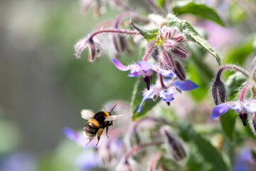 Grande abelha selvagem coletando pólen 