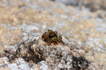 Abelhas Jatái na entrada da colmeia