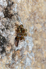 Abelhas Jatái na entrada da colmeia