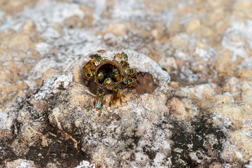 Abelhas Jatái na entrada da colmeia