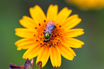 Abelha africana colentando mel nas flores