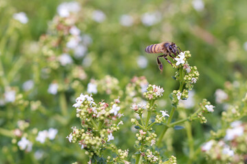 Abelha africana colentando mel nas flores
