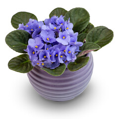 Light violet Saintpaulias flowers  (African violets) with leafs in violet ribbed ceramic pot on isolated background.