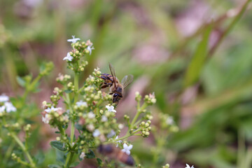 Abelha africana colentando mel nas flores
