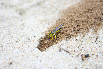 Vespa da areia cavando seu buraco