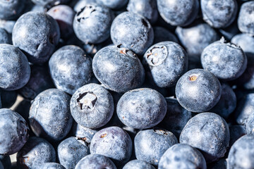 Macro image of a container full of blueberries.