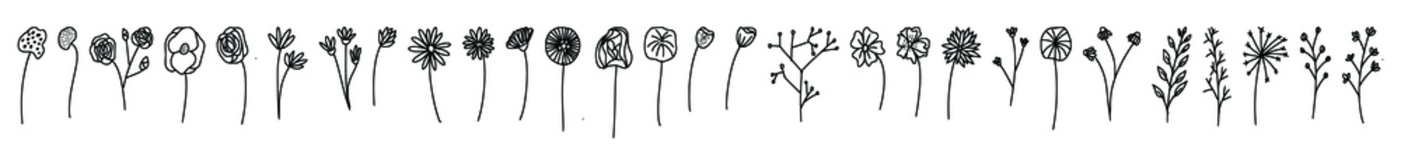 hand drawn plant illustration