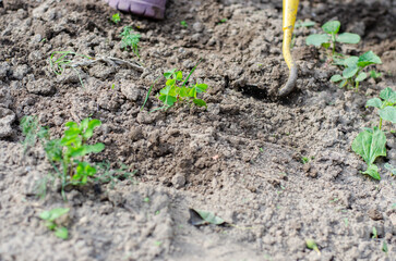 Working with a hoe and hands in the garden