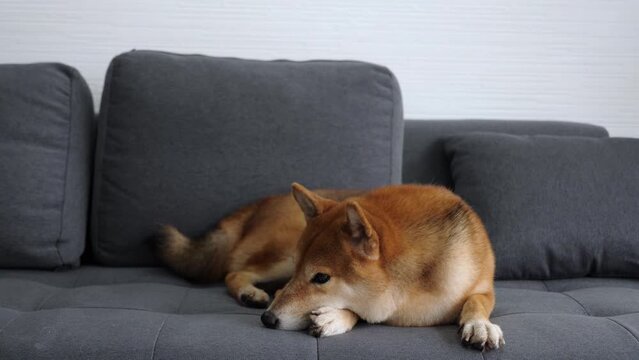 Red shiba inu dog lying on sofa, waiting, thinking, being bored and sleepy, shaking head, lying down to sleep. Purebred pet at home concept.