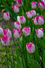 Tulips fringed tulip  EYELASH in bloom