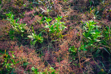 Isachne is a widespread genus of tropical and subtropical plants in the grass family, found in Asia, Africa, Australia, the Americas, and various oceanic islands.
