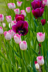 Purple Sky Tulips and Fringed Eyelash in the spring garden