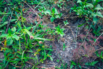 Isachne is a widespread genus of tropical and subtropical plants in the grass family, found in Asia, Africa, Australia, the Americas, and various oceanic islands.