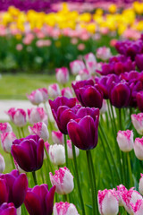 Obraz premium TULIPS FRINGED TULIP EYELASH in bloom